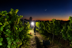 Vendemmia Notturna PSC Vendemmia Notturna PSC