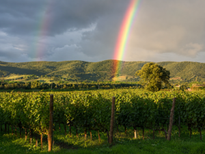 Vigneto Carandelle Arcobaleno PSC Vigneto Carandelle Arcobaleno PSC