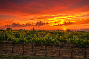 Vigneto Carandelle Tramonto PSC Vigneto Carandelle Tramonto PSC