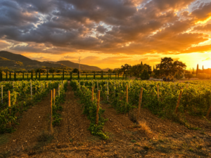 Vigneto Solatio al Tramonto Vigneto Solatio al Tramonto