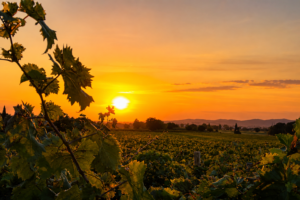 vigneto carandelle tramonto psc 1 vigneto carandelle tramonto psc 1
